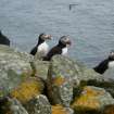 Puffins on a cleit