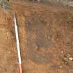 Trench 2. Feature [29]. Buried animal?, direction WSW
