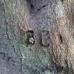 Detail view of arborglyph.