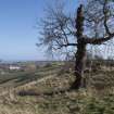 Historic trees at the roundel 
