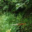 Main lade showing nature of overgrowth - from WNE - photograph from Standing Building Survey