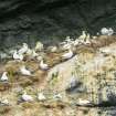 Gannets on Boreray