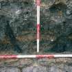 Close-up of in-situ posts in gully [063]