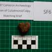 Trench 1 photograph, Pottery Fragment SF6, Colpy
