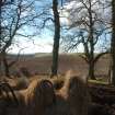 Archaeological Evaluation photograph, Lower Gauls Barrow, Location shot