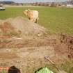 Archaeological Evaluation photograph, Lower Gauls Barrow, Trench 01, E end, post-excavation