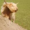 Archaeological Evaluation photograph, Lower Gauls Barrow, Highland cow