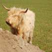 Archaeological Evaluation photograph, Lower Gauls Barrow, Highland cow