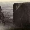 Photograph of cow on a promontory, possibly taken at site of Skirza Broch.