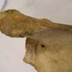 Human Remains, Sample Reference SSC99 SK605 1, Scottish Seabird Centre, North Berwick
