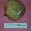 Human Remains, Sample Reference SSC00 030, Scottish Seabird Centre, North Berwick