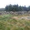 Cultural heritage assessment, Site 1, General view showing wall overlying scheduled site and closeness of commercial forestry, Blackshaw Community Windfarm