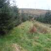 Cultural heritage assessment, Site 6d, Field bank, Blackshaw Community Windfarm