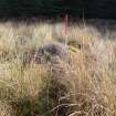 Field survey, Site 25 F5 bank, Glen App Wind Farm, South of Ballantrae, South Ayrshire