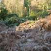 Environmental statement, Views from within vegetation at W end, Rohallion Castle, Dunkeld