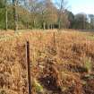 Environmental statement, Line of iron fence posts, Rohallion Castle, Dunkeld