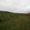 Watching brief, Site 116 area - fenced (10/9/13), Clashindarroch Windfarm, Aberdeenshire