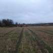 Archaeological evaluation, JCB track mark entering site, Site 11, Borders Railway Project