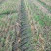 Archaeological evaluation, JCB track detail, Site 11, Borders Railway Project