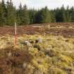 Walkover survey, Site c, Windy Standard Wind Farm Extension, Carsphairn Forest, Dumfries and Galloway