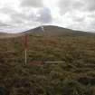 Walkover survey, Site f, Windy Standard Wind Farm Extension, Carsphairn Forest, Dumfries and Galloway