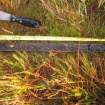 Ground penetrating radar survey, Homogenous peat above the blue-grey layer at Oloclate Site A, Loch of Yarrows, Highland