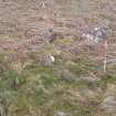 Cultural heritage assessment, Site 31c enclosure, W part, Crakaig Windfarm, Highland