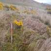 Cultural heritage assessment, Site 13i possible hut circle, Crakaig Windfarm, Highland