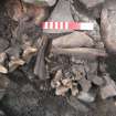 Removal of stone reveals deposit of mixed bones in NW end of passage