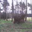 Walkover survey photograph of area 7, Archerfield Estate