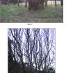 Figure 9: Pre-modern tree management, Walkover survey, Archerfield Estate