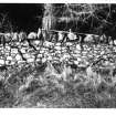 Designed landscape survey, Wall (1) showing beginnings of collapse, Archerfield Estate