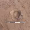 Archaeological excavation, Find 011 in situ, Archerfield Estate