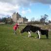 General view of Craigmillar Castle garden with Ian Parker (RCAHMS) and cows.