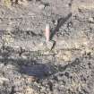 Archaeological evaluation, Section of burrow, Townend Brae, Phase 2, Symington