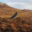 Standing stone, Maari. View from NW. 