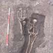 Archaeological excavation, Skeleton 103, 112, 115, Auldhame, East Lothian