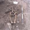 Archaeological excavation, Skeleton 011: general with board etc., Auldhame, East Lothian