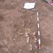 Archaeological excavation, Skeleton 082, Auldhame, East Lothian