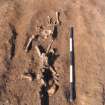 Archaeological excavation, Plough disturbance at 123E / 204N (Skeleton 148 at top of view), Auldhame, East Lothian