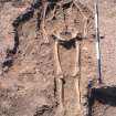 Archaeological excavation, Skeleton 100, Auldhame, East Lothian