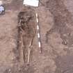Archaeological excavation, Skeleton 117: general with board etc., Auldhame, East Lothian