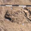 Archaeological excavation, Skeleton 164: top half, Auldhame, East Lothian