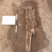 Archaeological excavation, Skeleton 170: general with board etc., Auldhame, East Lothian