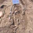 Archaeological excavation, Skeleton 179: general whole skeleton, Auldhame, East Lothian