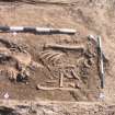 Archaeological excavation, Skeleton 179: head and torso, Auldhame, East Lothian
