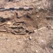 Archaeological excavation, Skeleton 185: skull and torso, Auldhame, East Lothian