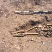 Archaeological excavation, Skeleton 185: pelvis and legs, Auldhame, East Lothian