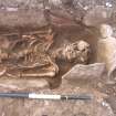Archaeological excavation, Skeleton 190: skull and torso, Auldhame, East Lothian