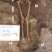 Archaeological excavation, Skeleton 192: legs with board and scale, Auldhame, East Lothian